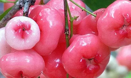 நீரிழிவு நோயாளிகளுக்கு வரப்பிரசாதமாகும் பன்னீர் நெல்லிக்காய்: நன்மைகள் பல!