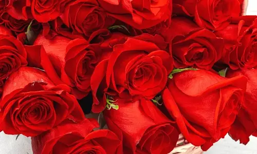 இன்னும் 4 நாட்களில் காதலர் தினம்: ரோஜா, கொய்மலர்களுக்கு மவுசு அதிகரிப்பு