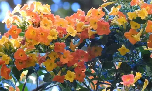 கொடைக்கானலில் பூத்து குலுங்கும் புதர் தீ மலர்கள்