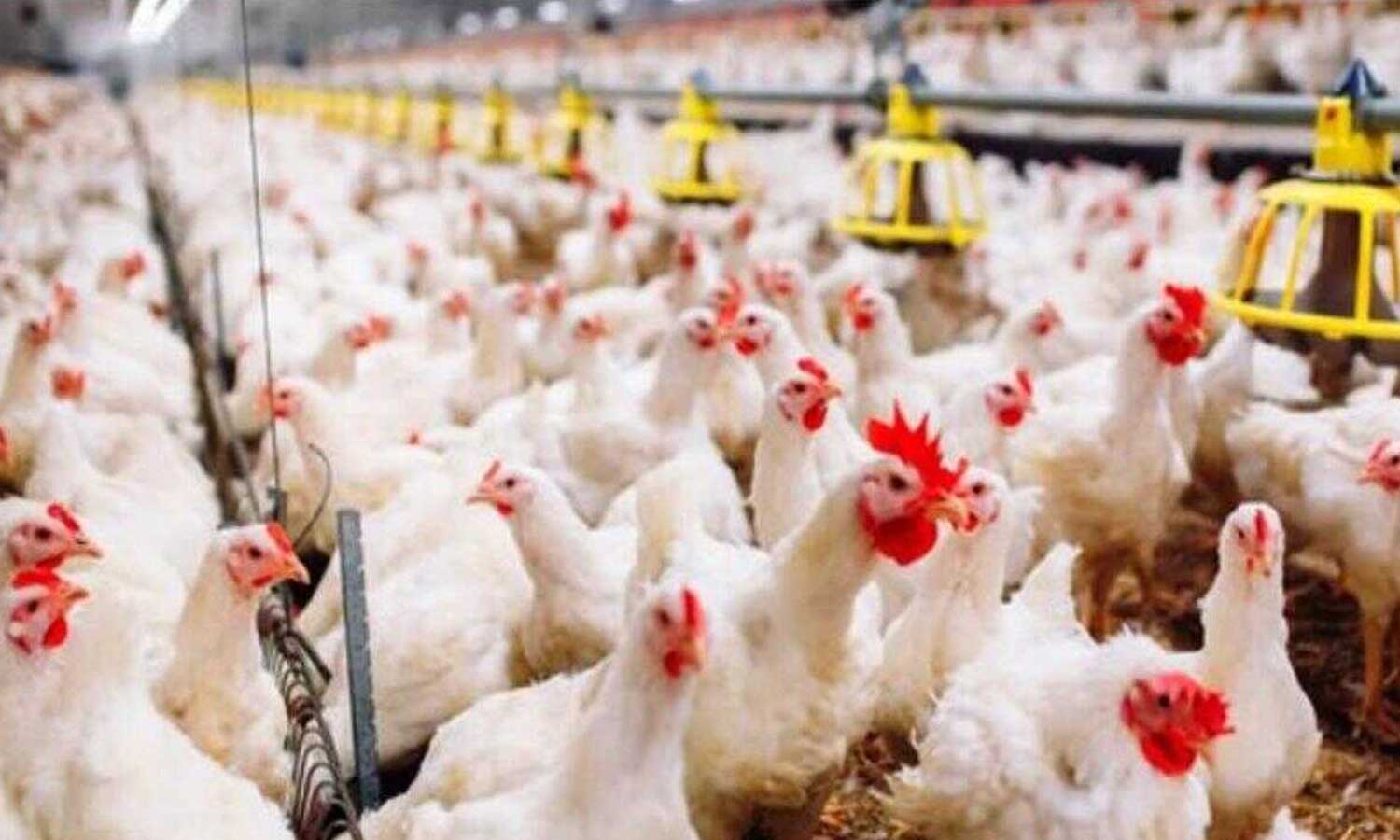 பறவை காய்ச்சல் எதிரொலி... கோழி இறைச்சி விலை கடும் வீழ்ச்சி!