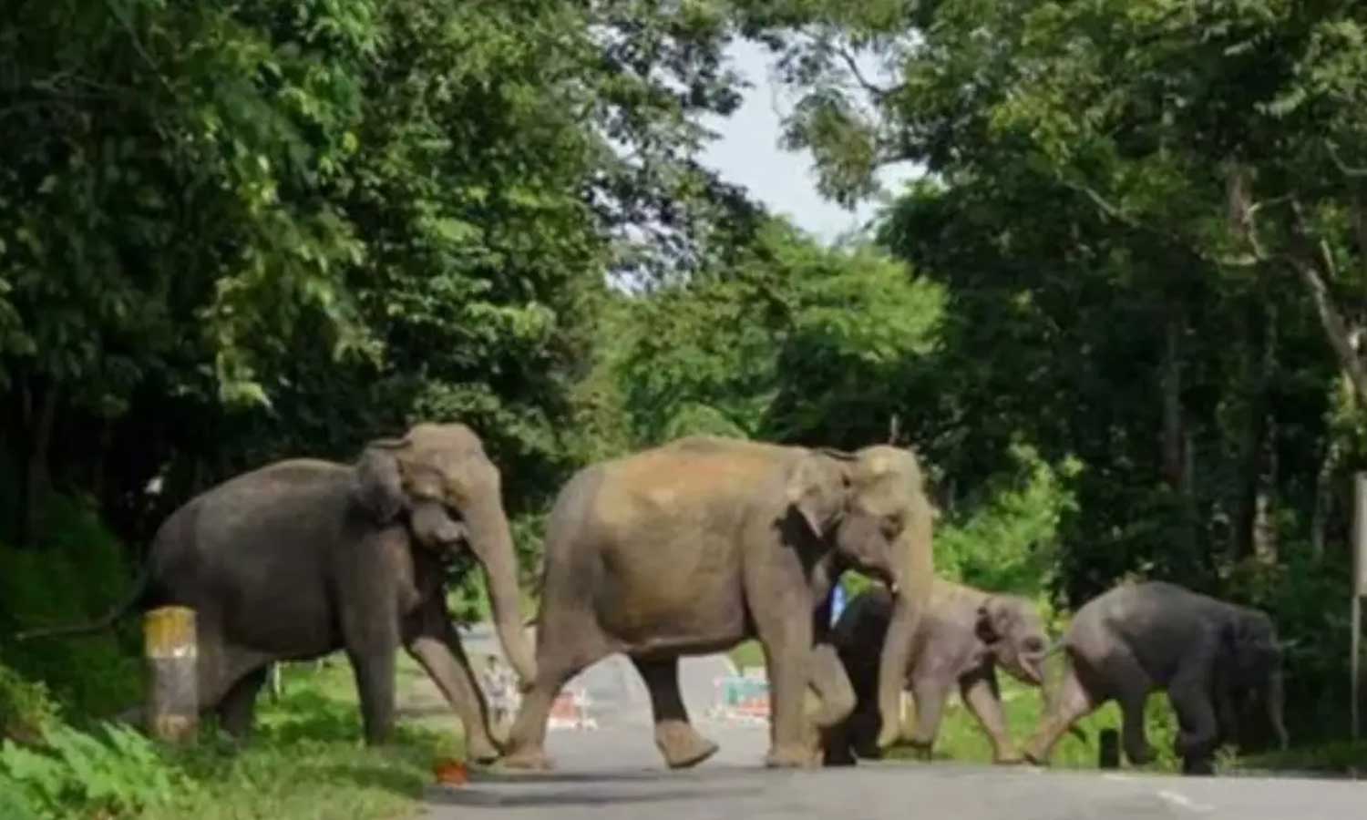 ஜார்க்கண்டில் ஊருக்குள் புகுந்த காட்டு யானைகள் கூட்டம்: 6 பேரை மிதித்துக் கொன்றது