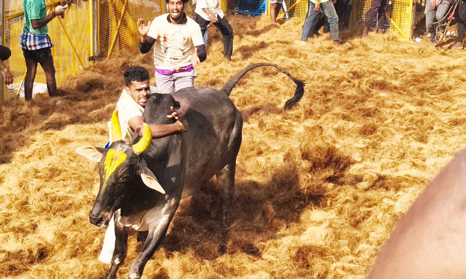 தவசிமடையில் ஜல்லிக்கட்டு: சீறிப்பாய்ந்த காளைகளை போட்டி போட்டு அடக்கிய வீரர்கள்