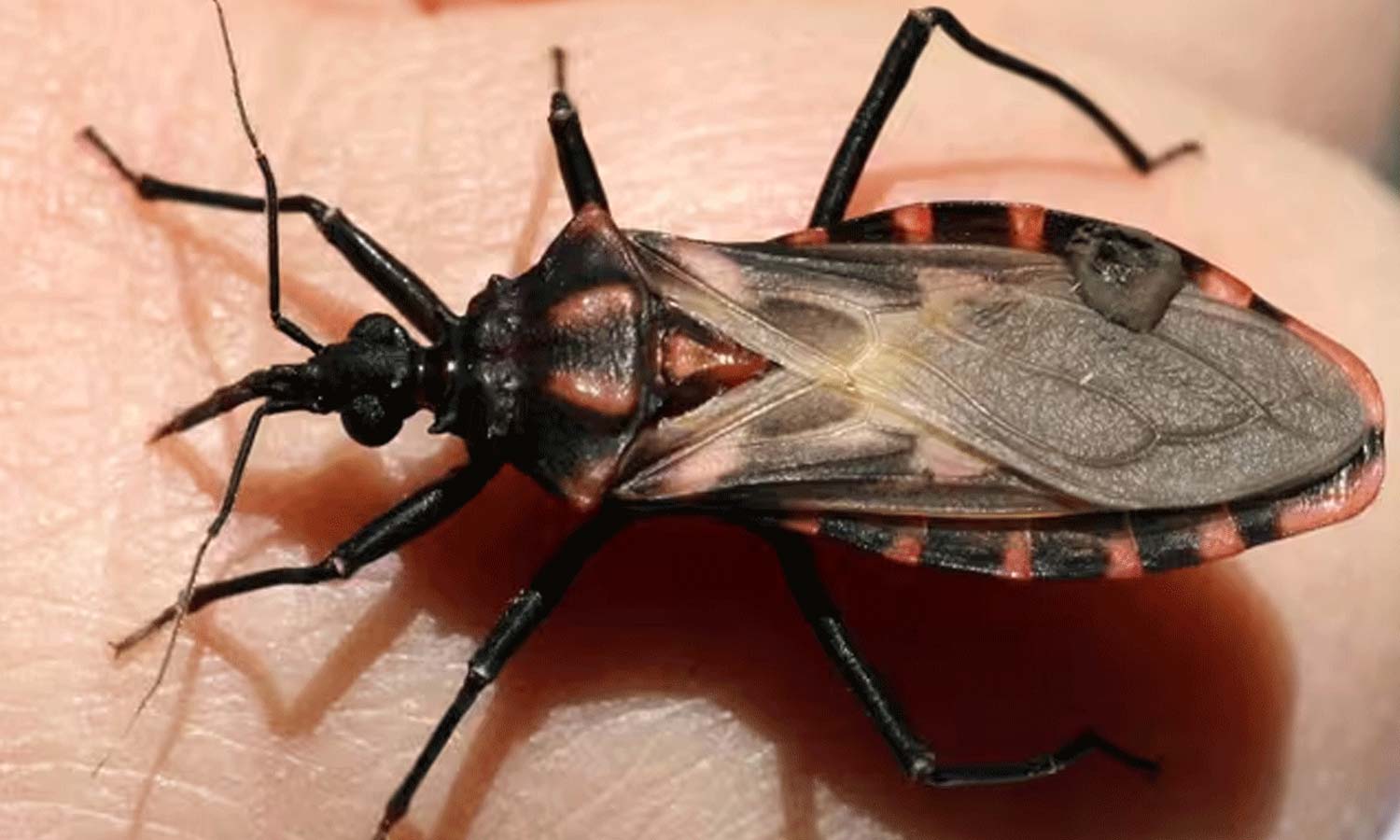 விஷப்பூச்சி கடித்தால் செய்ய வேண்டியவை... செய்யக்கூடாதவை...