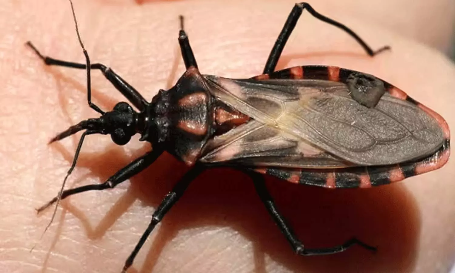 விஷப்பூச்சி-கடித்தால்-செய்ய-வேண்டியவை...-செய்யக்கூடாதவை...