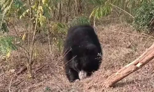 பண்ணாரி அம்மன் கோவில் அருகே கரடி நடமாட்டம்