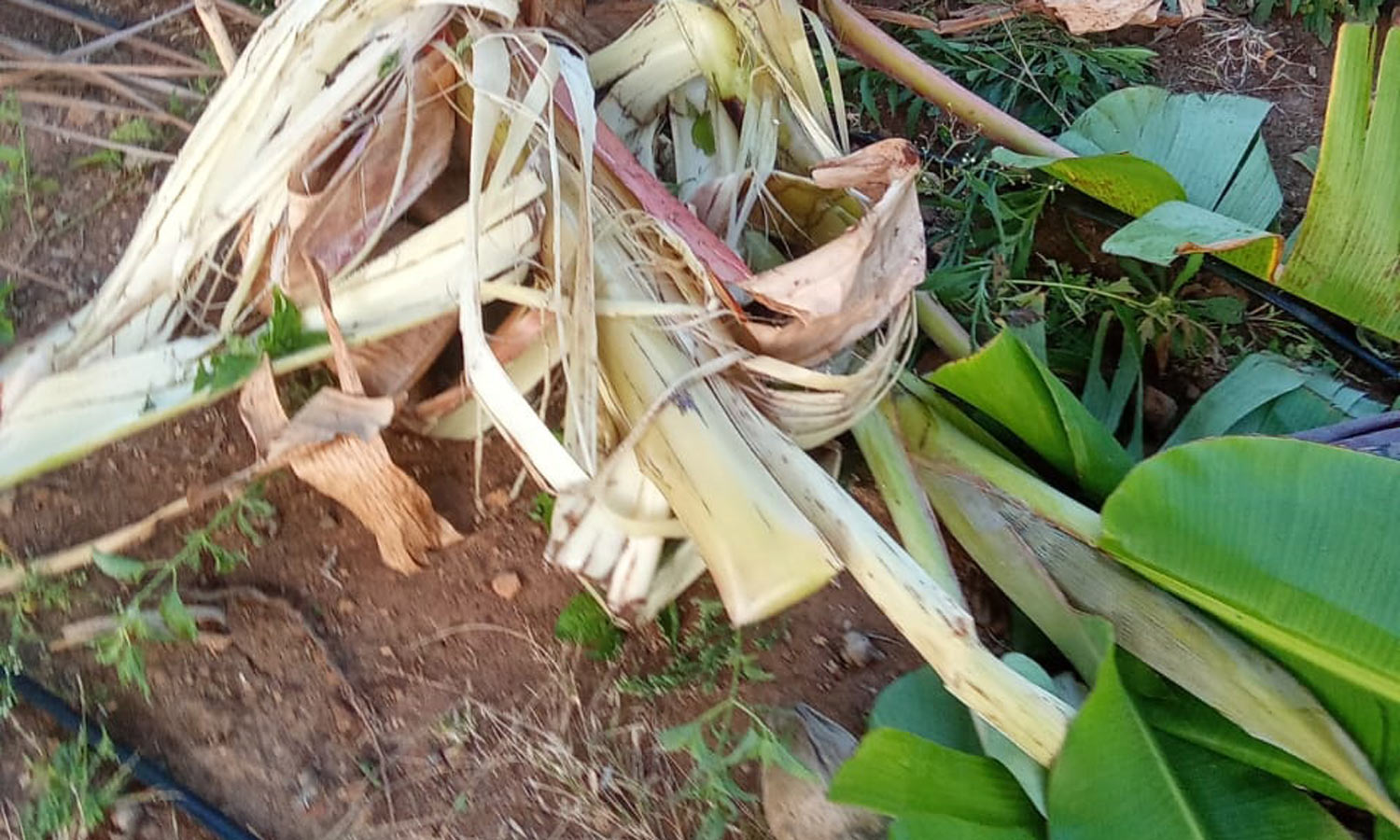 விவசாய தோட்டத்தில் புகுந்து வாழை-தென்னை மரங்களை சேதப்படுத்திய காட்டு யானைகள்