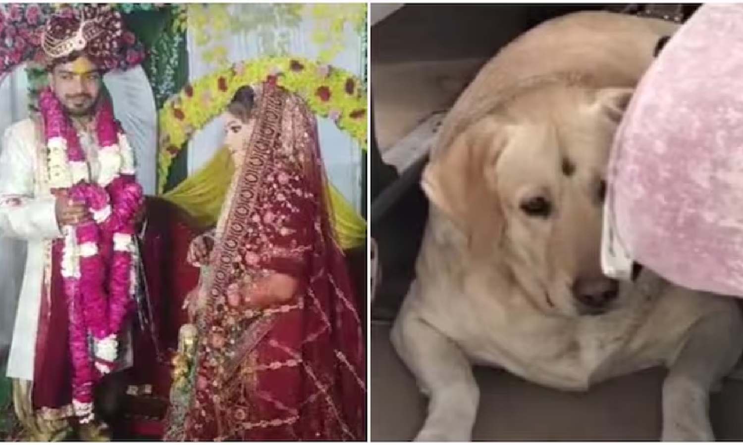 மணமகள் நாயை அடித்த மணமகன் வீட்டார்... நின்றுபோன திருமணம்... கடைசியில் ஒரு ட்விஸ்ட்