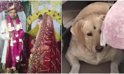 மணமகள் நாயை அடித்த மணமகன் வீட்டார்... நின்றுபோன திருமணம்... கடைசியில் ஒரு ட்விஸ்ட்