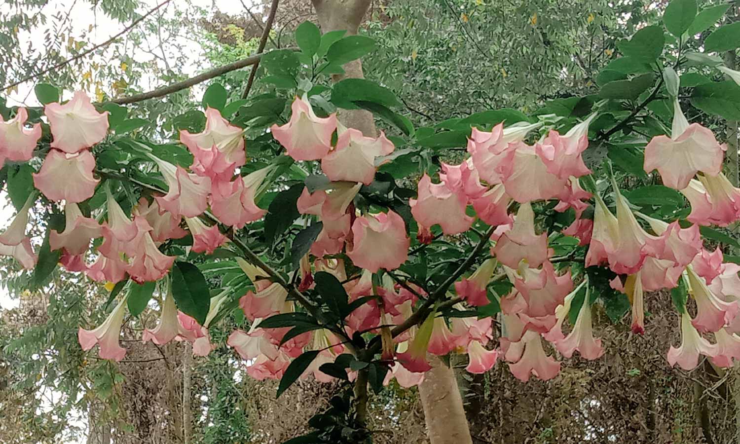 கொடைக்கானல் மலை கிராமங்களில் சுற்றுலா பயணிகளை கவர்ந்த சங்கு வடிவிலான பூக்கள்