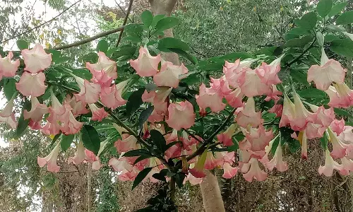 கொடைக்கானல் மலை கிராமங்களில் சுற்றுலா பயணிகளை கவர்ந்த சங்கு வடிவிலான பூக்கள்