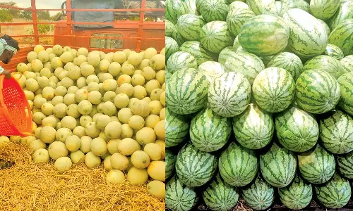 வெயிலின் தாக்கம் அதிகரிப்பு- கோயம்பேடு மார்க்கெட்டில் விற்பனைக்கு குவிந்த தர்பூசணி, கிர்ணி பழங்கள்