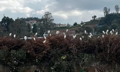 ஊட்டியில் குவியும் பருவகால வெளிநாட்டு வெண் நாரைகள்- சுற்றுலா பயணிகள் மகிழ்ச்சி