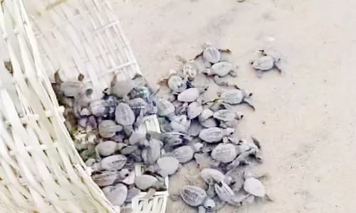 முதல் கட்டமாக பெசன்ட் நகர் கடலில் 46 ஆமை குஞ்சுகள் விடப்பட்டன