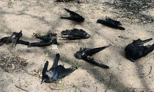 கடலூர் அருகே மர்மமான முறையில் இறந்து கிடந்த காகங்கள்: பறவை காய்ச்சல் காரணமா?- பொதுமக்கள் பீதி