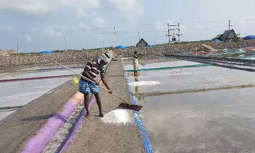 சுட்டெரிக்கும் வெயில் : வேதாரண்யத்தில் உப்பு உற்பத்தி தொடங்கியது