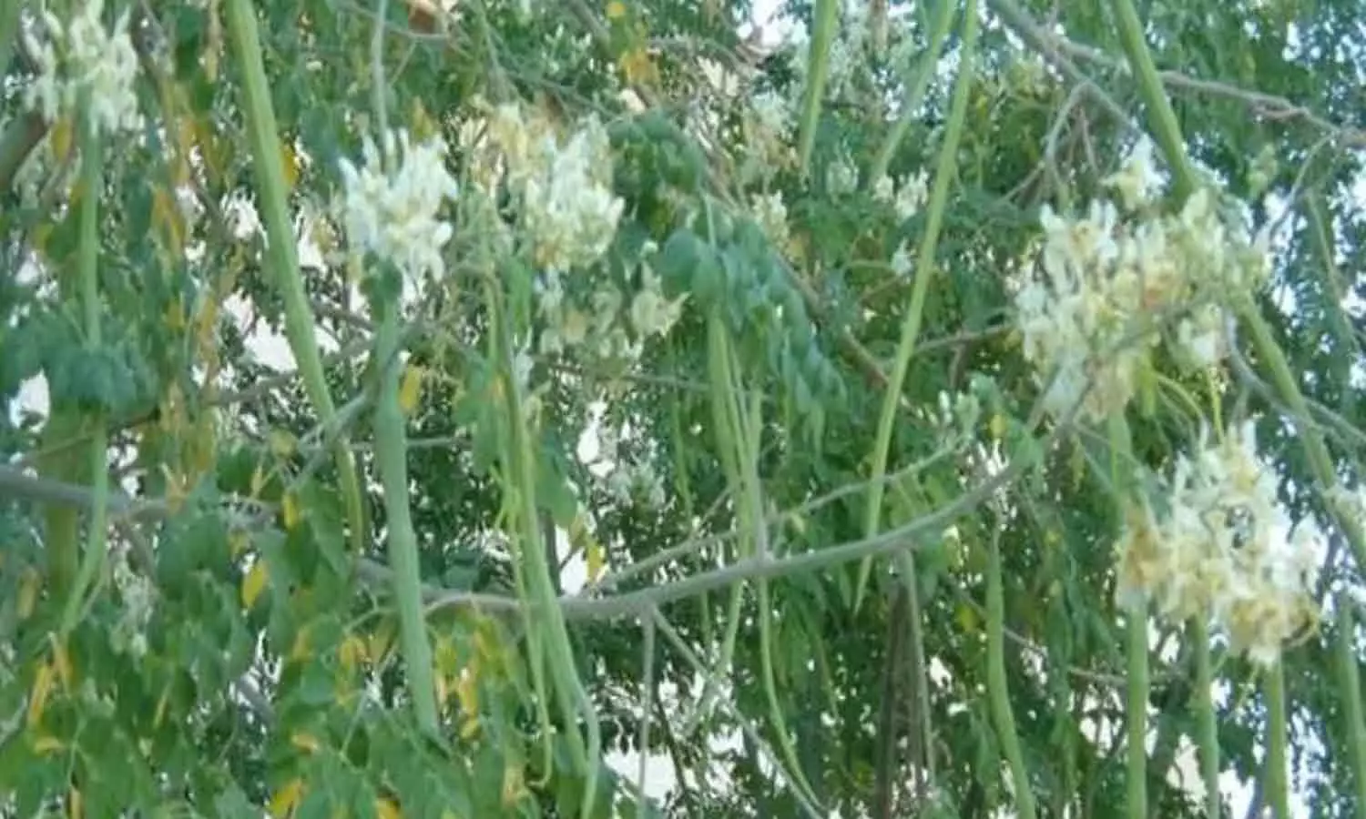மருத்துவ குணம் நிறைந்த முருங்கைப்பூ