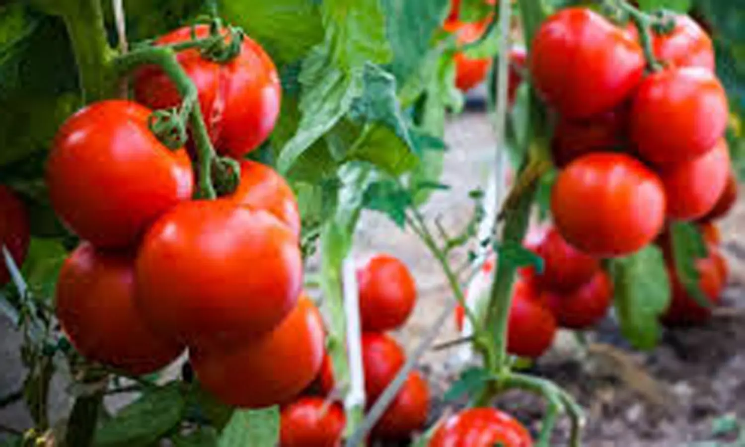 விலை வீழ்ச்சி எதிரொலி: செடியிலேயே பறிக்காமல் விடப்படும் தக்காளிகள்- விவசாயிகள் கவலை விலை வீழ்ச்சி எதிரொலி: செடியிலேயே பறிக்காமல் விடப்படும் தக்காளிகள்- விவசாயிகள் கவலை