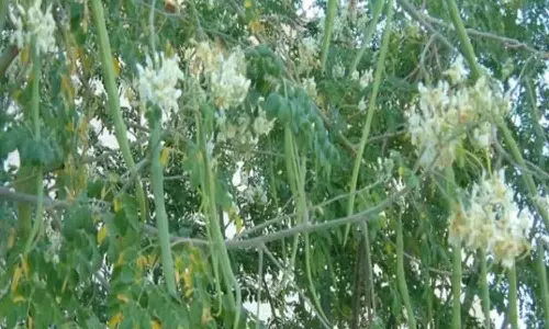 மருத்துவ குணம் நிறைந்த முருங்கைப்பூ