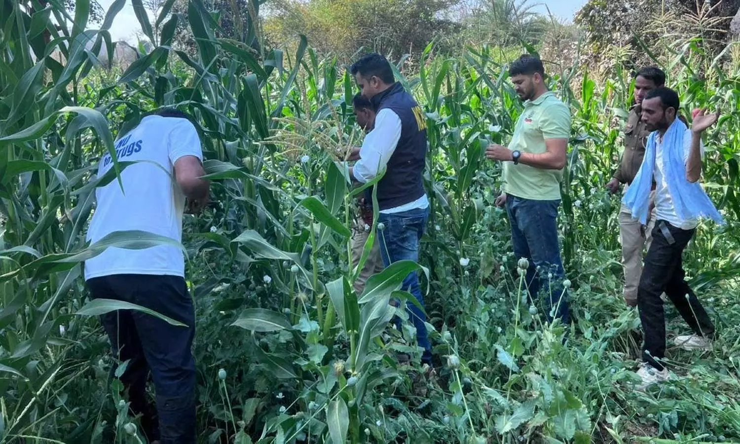 ராஜஸ்தான்: ரூ.275 கோடி மதிப்பிலான 170 ஏக்கர் அபின் தோட்டத்தை கண்டுபிடித்து அழித்த அதிகாரிகள் ராஜஸ்தான்: ரூ.275 கோடி மதிப்பிலான 170 ஏக்கர் அபின் தோட்டத்தை கண்டுபிடித்து அழித்த அதிகாரிகள்