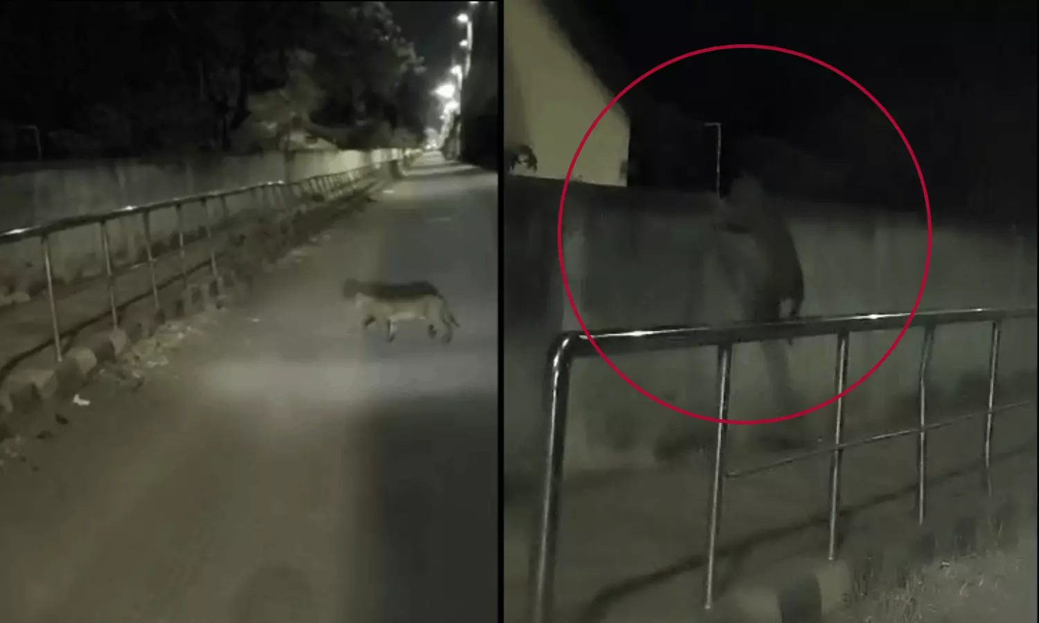 குடியிருப்பு பகுதியில் சிறுத்தை - வதந்தியால் பரபரப்பு: வீடியோ வெளியிட்ட வாலிபரிடம் போலீஸ் விசாரணை குடியிருப்பு பகுதியில் சிறுத்தை - வதந்தியால் பரபரப்பு: வீடியோ வெளியிட்ட வாலிபரிடம் போலீஸ் விசாரணை