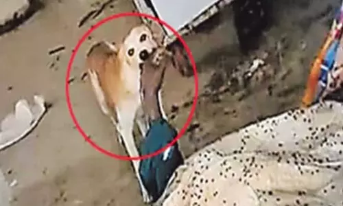 தெலுங்கானா: அரசு மருத்துவமனையின் பிணவறையில் வாலிபர் உடலை திண்ற நாய்