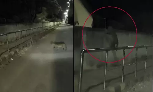 குடியிருப்பு பகுதியில் சிறுத்தை - வதந்தியால் பரபரப்பு: வீடியோ வெளியிட்ட வாலிபரிடம் போலீஸ் விசாரணை