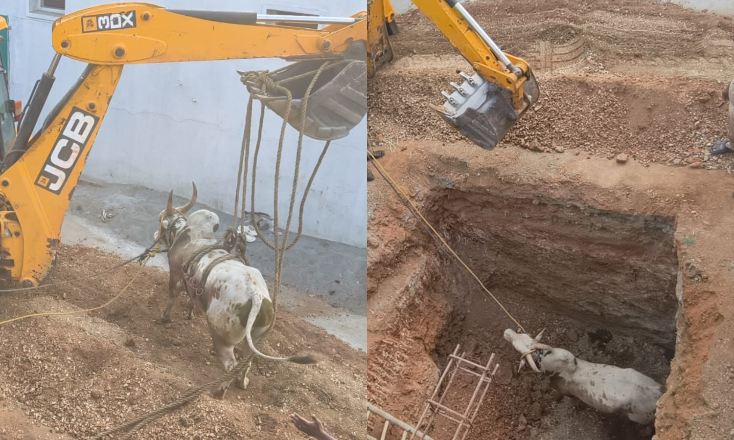 கழிவுநீர் தொட்டிக்குள் விழுந்த கோவில் காளை: 6 மணி நேர போராட்டத்திற்கு பின் மீட்பு