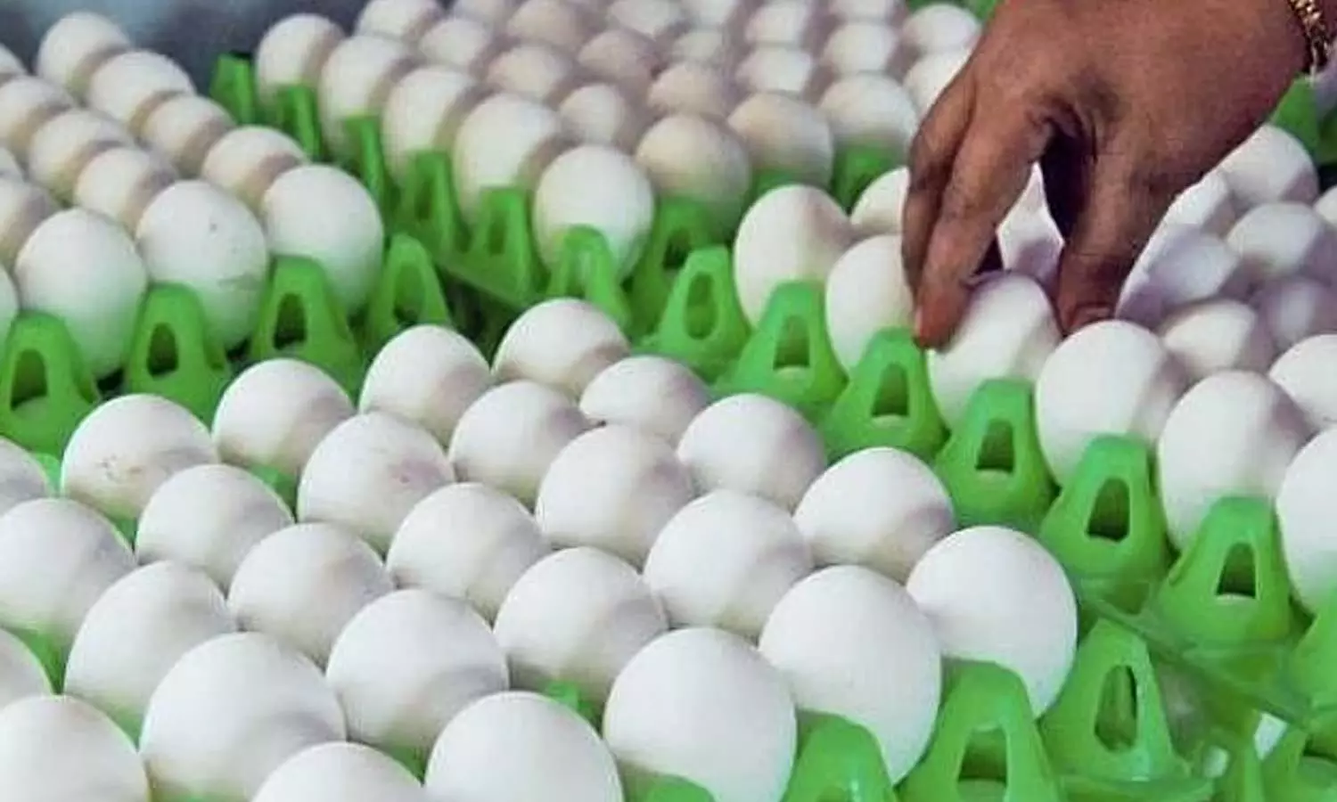 முட்டைகள் தேக்கத்தால் 12 நாட்களில் 110 காசுகள் சரிவு முட்டைகள் தேக்கத்தால் 12 நாட்களில் 110 காசுகள் சரிவு