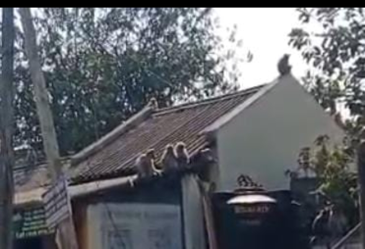 வீடுகளுக்குள் புகுந்து குரங்குகள் அட்டகாசம்.. ஆசனூர் மக்கள் அவதி