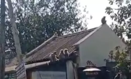 வீடுகளுக்குள் புகுந்து குரங்குகள் அட்டகாசம்.. ஆசனூர் மக்கள் அவதி