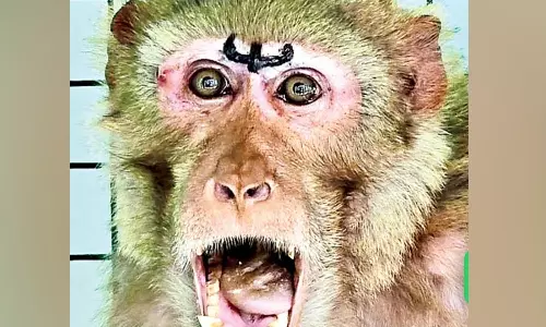 குரங்குகளுக்கு கருத்தடை ஆபரேசன்- நெற்றியில் திரிசூல பச்சையுடன் வலம் வருகின்றன