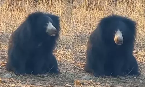 மசினகுடியில் கரடிகள் நடமாட்டம் அதிகரிப்பு- சுற்றுலா பயணிகளுக்கு வனத்துறை எச்சரிக்கை