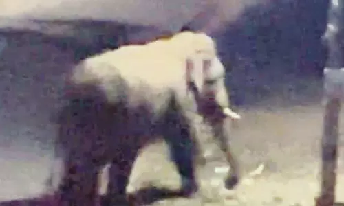 தண்ணீர் தேடி ஊருக்குள் புகுந்த காட்டு யானை